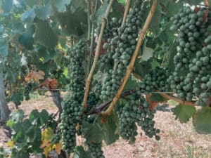 Les vignes de Château La Garde