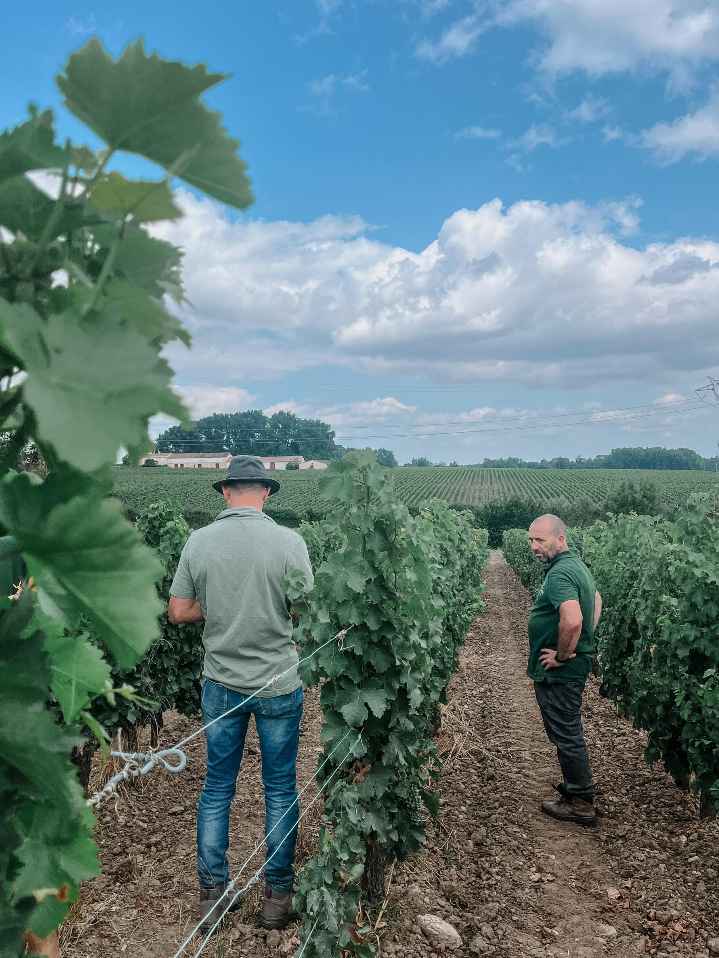 Les vignes du Château La Garde