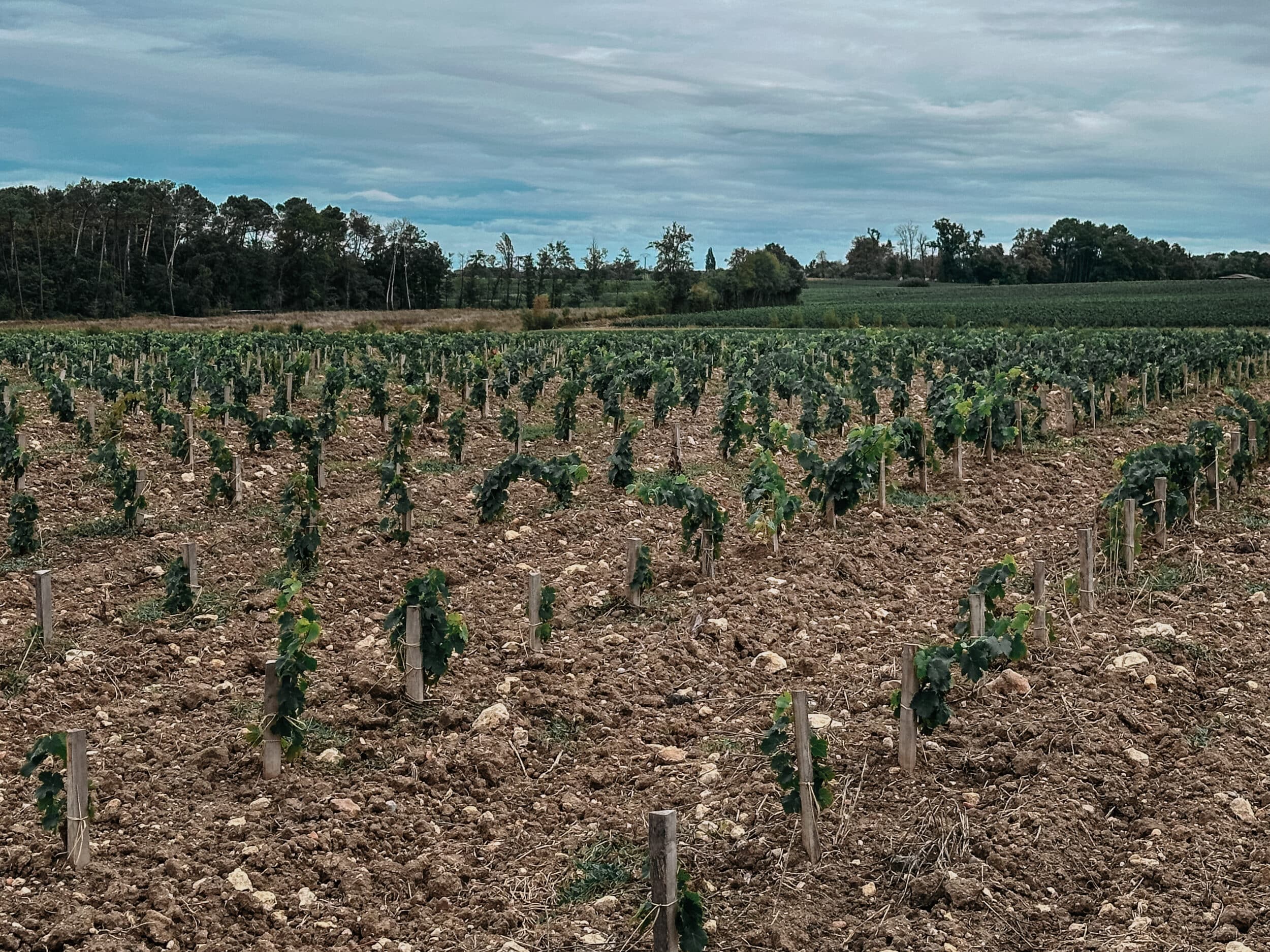 Jeunes vignes plantées au Château La Garde